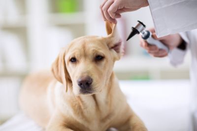 Labrador Retriever Health Insurance, Labrador Retriever Insurance, Virginia